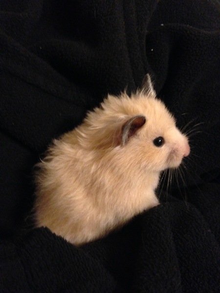 Piper