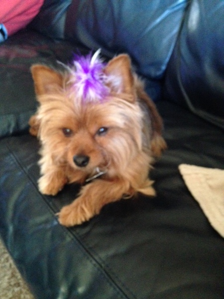Gracie