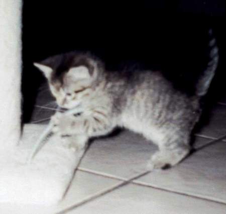 Chrissy