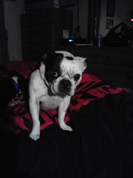 Clarabelle