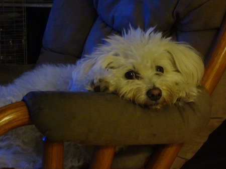 Bailey