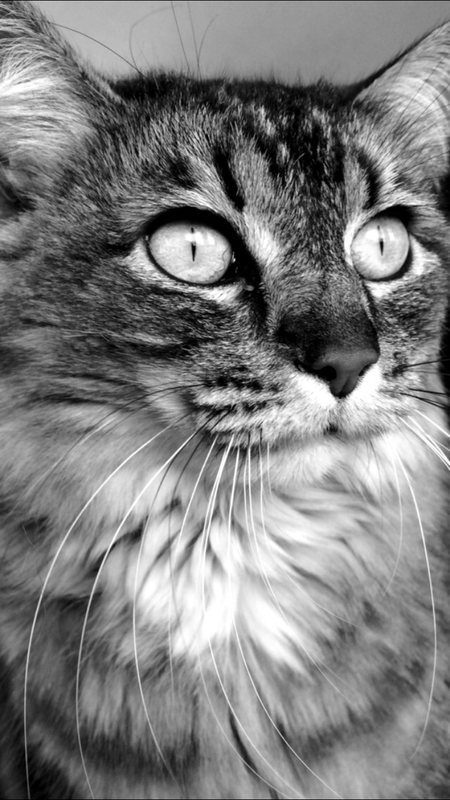 Lucy