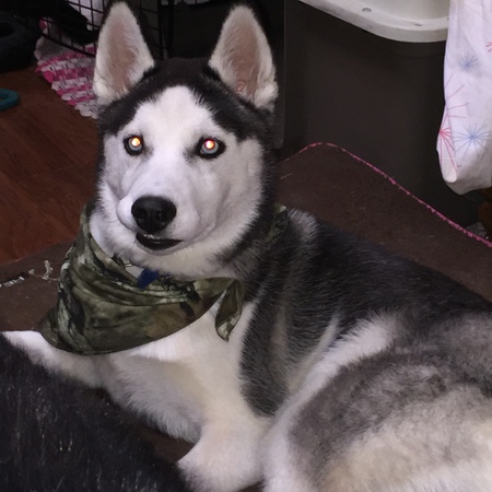 Echo