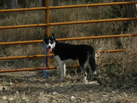 Zoey