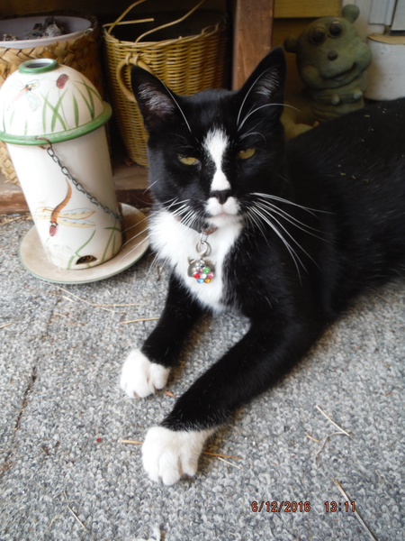 Tuxedo