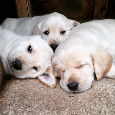 Hank, Axe, & Nelli