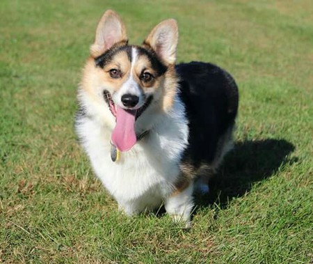 Bella