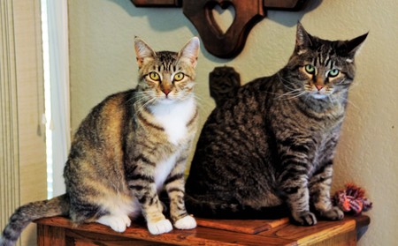 Charlie Sue & Alley 'Al"
