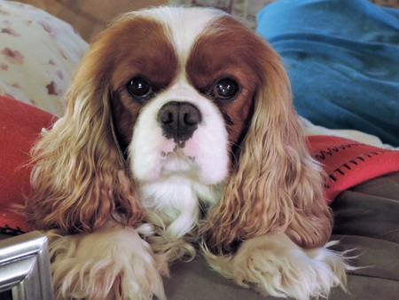Buddy
