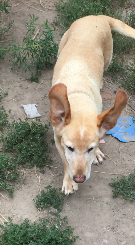 Maggie