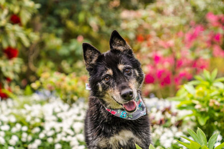 Maya 