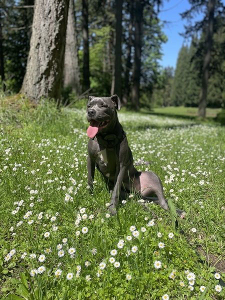 Koda