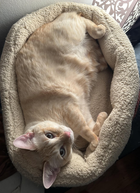Ferdinand 