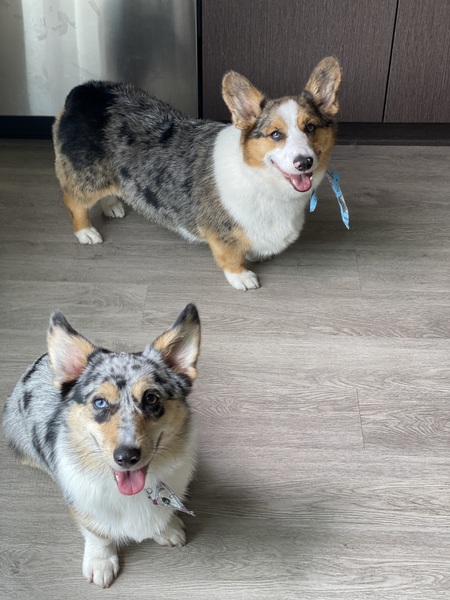 Geronimo / Gertrude