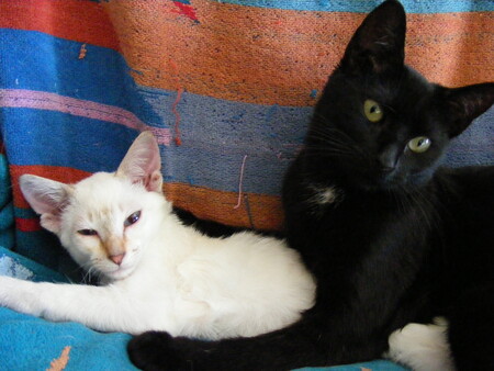 Spoops (white) and Noko (black)
