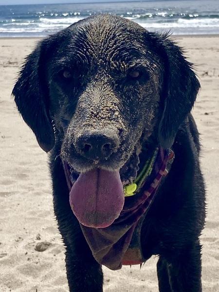 Duke