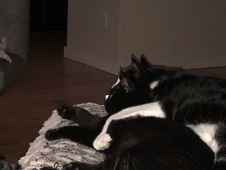 Jules (Black and white) and Raven (black) 