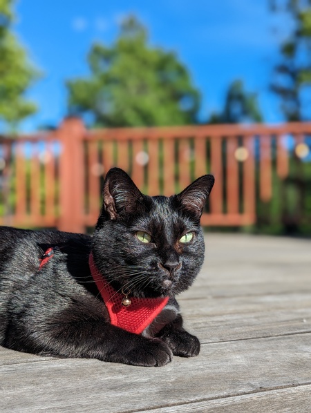 Buffy Anne Summers the Cat