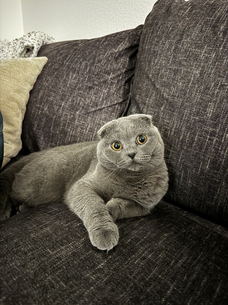Tsuki