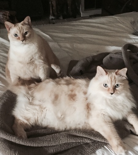 Felix & Oscar