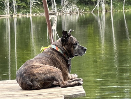 Brown Dog