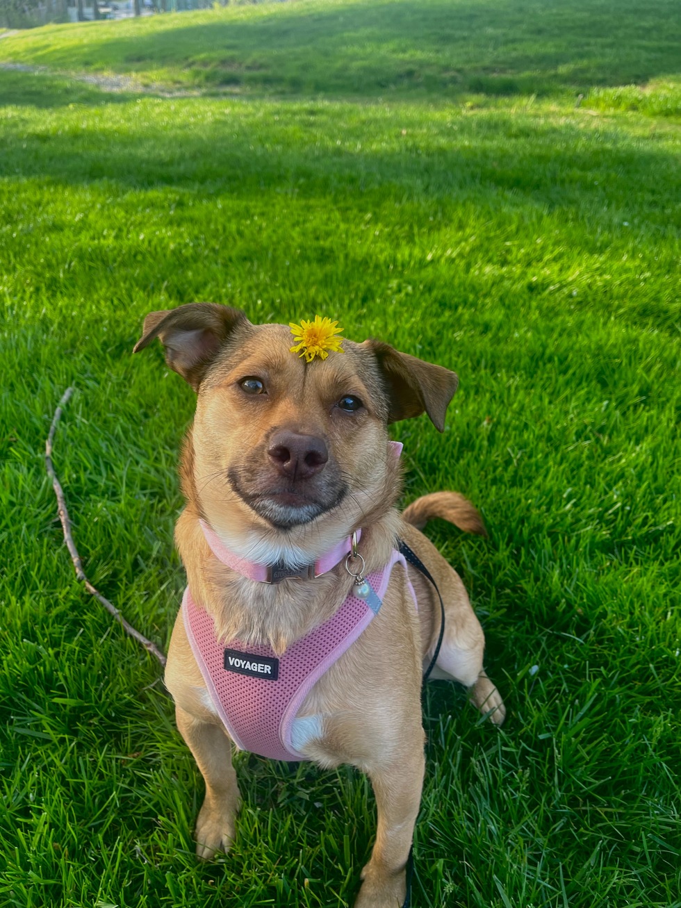 vote-for-lana-playtime-pet-resort-2024-gallery-wall-contest