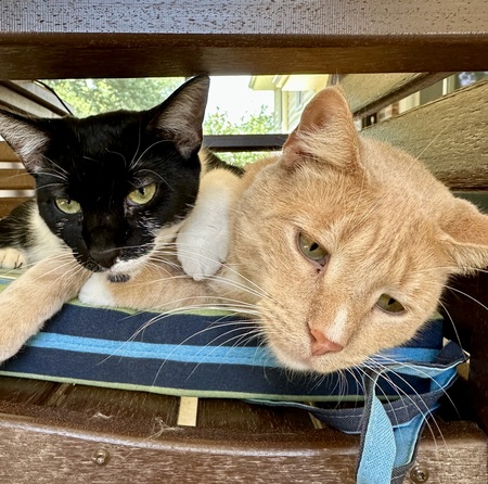 Spencer & Opie