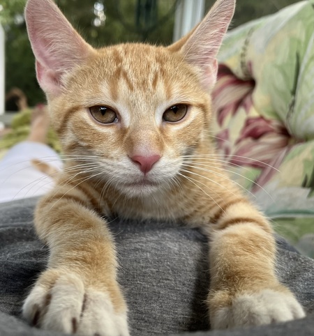 Marmalade