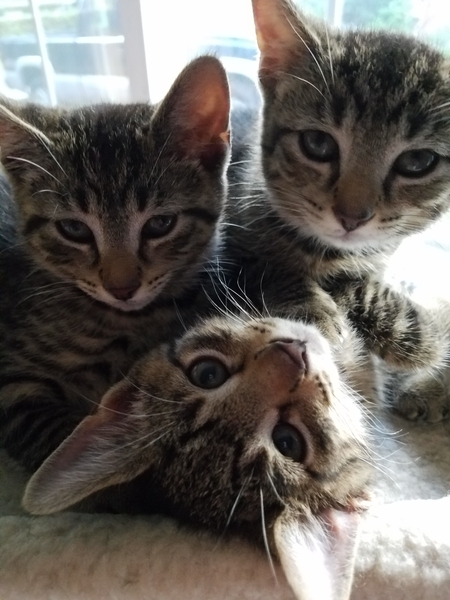 3 foster kittens