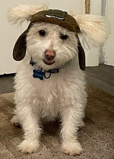 Archie