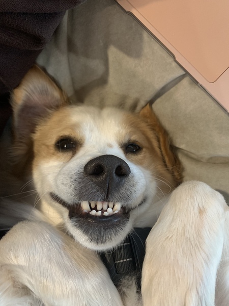 Koda