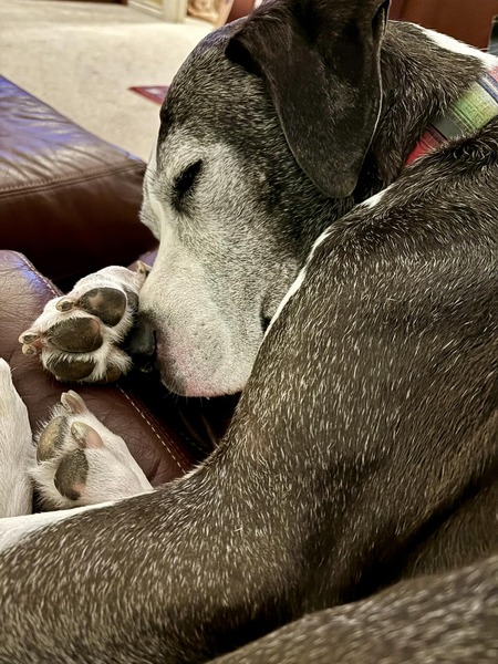 Wes (age 9 1/2) 2nd chance boy from Sacramento Sept 2015 (2c Name was Dewy).