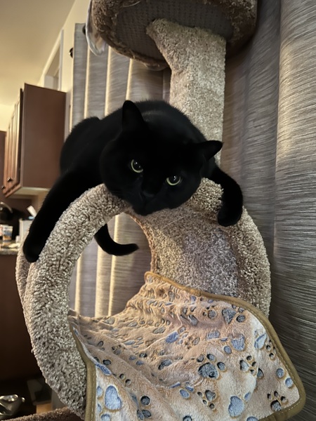 Onyx