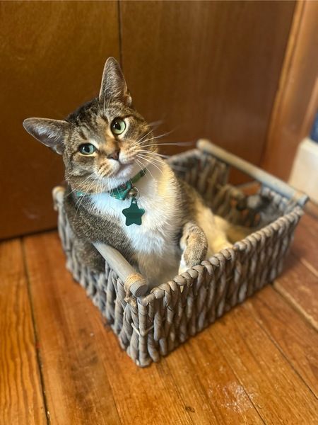 Apollo