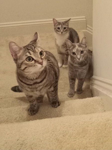 Abbie, Mollie, & Claire