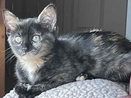 Zoe