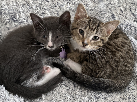 Mittens & Nala