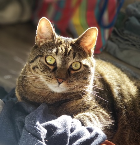 Cooper