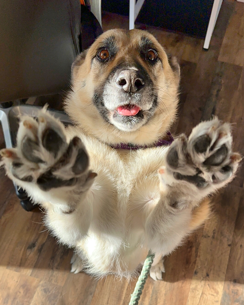 vote-for-dulcie-oregon-dog-rescue-2025-calendar-contest-sponsored-by