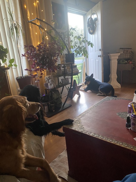 Scooby, Holly, Darla 