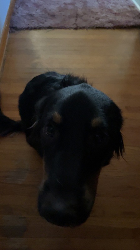 Brody