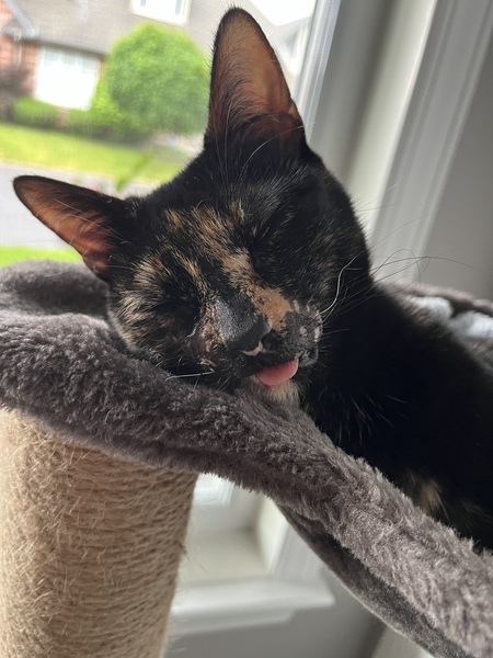 Phoebe