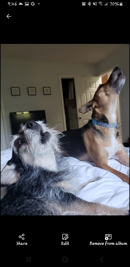 Buddy and Pebbles