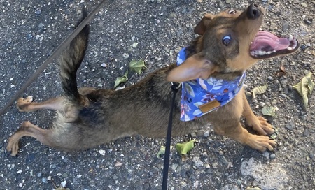 Dobby