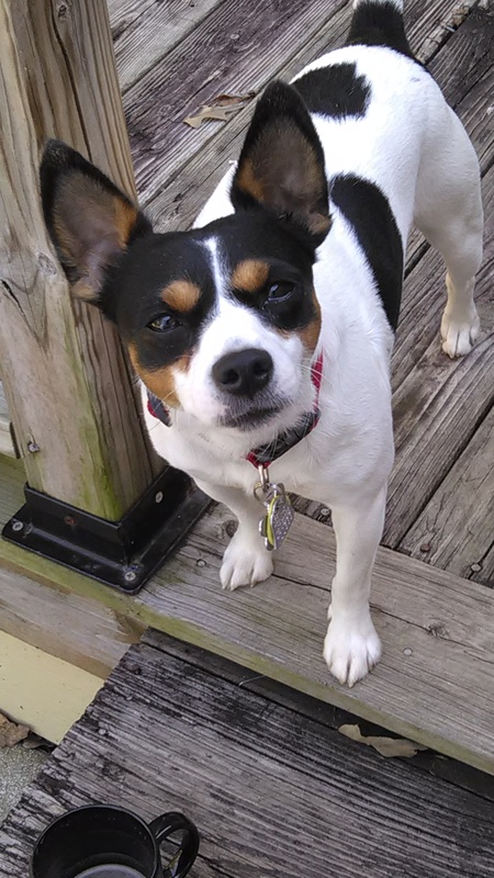 Ziggy