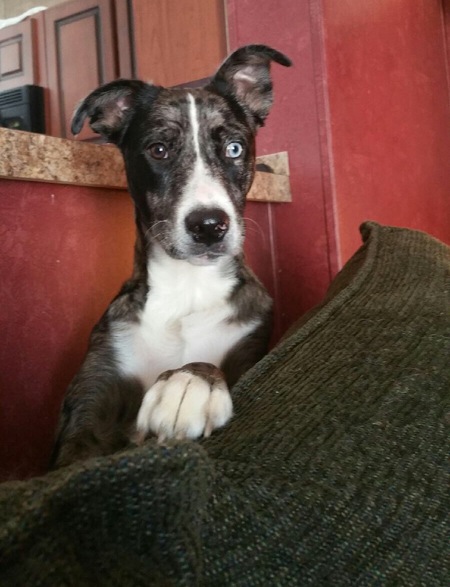 Remington