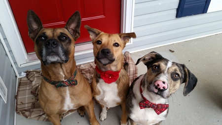 Jax, Gemma, Gunner