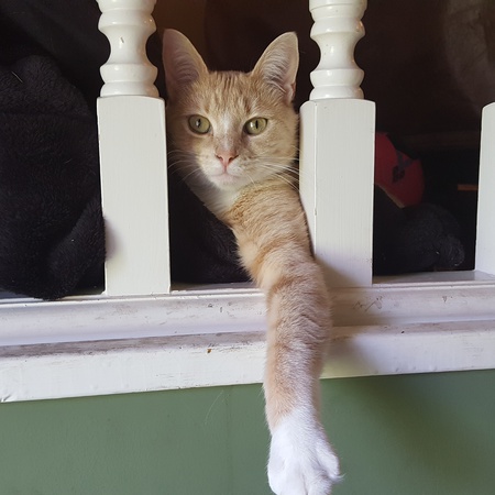 Apollo