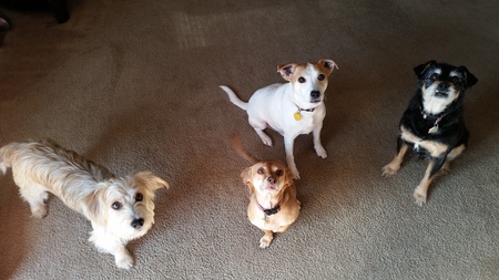 Oliver, Gumball, Monroe, Louie