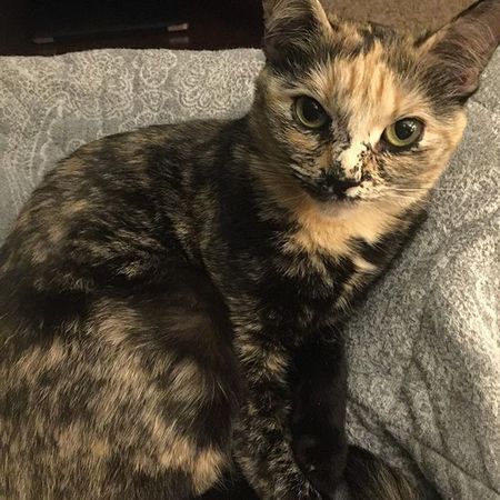 Bastet